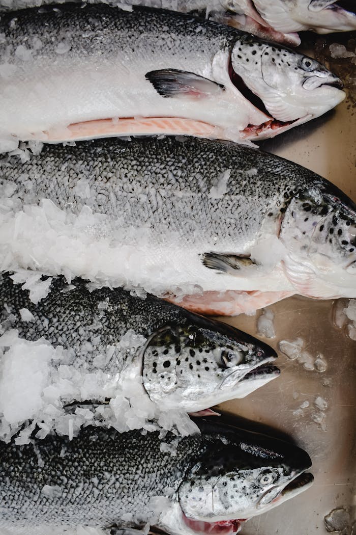 Close-up of whole fresh salmon on ice at a fish market in Funchal, Madeira, Portugal.